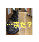 ララの日常。（個別スタンプ：5）