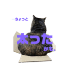 ララの日常。（個別スタンプ：6）