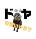 ララの日常。（個別スタンプ：7）