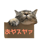 ララの日常。（個別スタンプ：9）