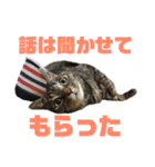 ララの日常。（個別スタンプ：12）