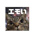 ララの日常。（個別スタンプ：15）