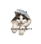 ねこのこたろうスタンプ！（個別スタンプ：1）