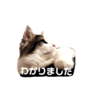 ねこのこたろうスタンプ！（個別スタンプ：2）
