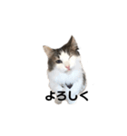 ねこのこたろうスタンプ！（個別スタンプ：3）