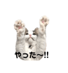 ねこのこたろうスタンプ！（個別スタンプ：4）