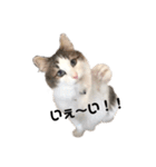 ねこのこたろうスタンプ！（個別スタンプ：5）