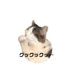 ねこのこたろうスタンプ！（個別スタンプ：6）
