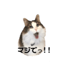 ねこのこたろうスタンプ！（個別スタンプ：8）
