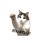 ねこのこたろうスタンプ！（個別スタンプ：14）