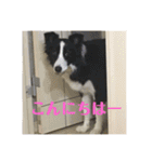 Border collie ロコちゃん❶（個別スタンプ：2）