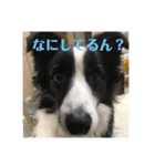 Border collie ロコちゃん❶（個別スタンプ：18）