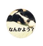 Border collie ロコちゃん❶（個別スタンプ：22）