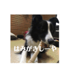 Border collie ロコちゃん❶（個別スタンプ：27）