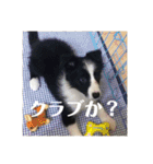 Border collie ロコちゃん❶（個別スタンプ：37）