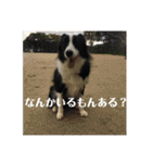 Border collie ロコちゃん❶（個別スタンプ：39）