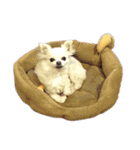 くまこめ（個別スタンプ：16）