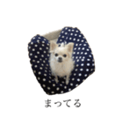 くまこめ（個別スタンプ：25）