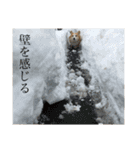 かわいさんちのこたろう（個別スタンプ：16）