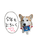 かわいさんちのこたろう（個別スタンプ：40）