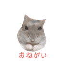 きなこちゃんの日常♡（個別スタンプ：1）