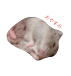 きなこちゃんの日常♡（個別スタンプ：3）