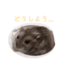 きなこちゃんの日常♡（個別スタンプ：5）