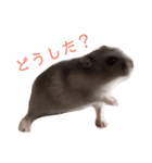 きなこちゃんの日常♡（個別スタンプ：15）