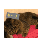 うめと仲間たち（個別スタンプ：3）
