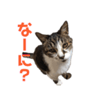 ☆さっちゃん先輩☆（個別スタンプ：3）