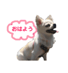 ペけとみるくと、ときどきぺぺ（個別スタンプ：1）
