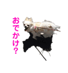 ペけとみるくと、ときどきぺぺ（個別スタンプ：3）