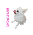ペけとみるくと、ときどきぺぺ（個別スタンプ：5）