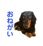 ペけとみるくと、ときどきぺぺ（個別スタンプ：9）