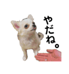 ペけとみるくと、ときどきぺぺ（個別スタンプ：12）