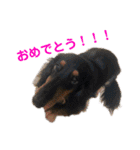 ペけとみるくと、ときどきぺぺ（個別スタンプ：15）