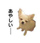 ペけとみるくと、ときどきぺぺ（個別スタンプ：22）