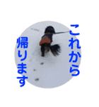 ペけとみるくと、ときどきぺぺ（個別スタンプ：23）