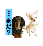 ペけとみるくと、ときどきぺぺ（個別スタンプ：26）