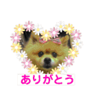 ペけとみるくと、ときどきぺぺ（個別スタンプ：36）