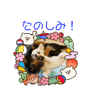 ペけとみるくと、ときどきぺぺ（個別スタンプ：37）