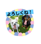 ペけとみるくと、ときどきぺぺ（個別スタンプ：38）