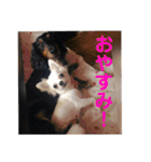 ペけとみるくと、ときどきぺぺ（個別スタンプ：39）