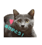 ねこのみみ＊日常会話＊（個別スタンプ：2）