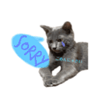 ねこのみみ＊日常会話＊（個別スタンプ：3）