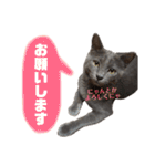 ねこのみみ＊日常会話＊（個別スタンプ：6）