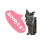 ねこのみみ＊日常会話＊（個別スタンプ：7）