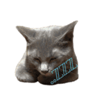 ねこのみみ＊日常会話＊（個別スタンプ：11）