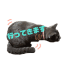 ねこのみみ＊日常会話＊（個別スタンプ：13）