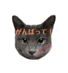 ねこのみみ＊日常会話＊（個別スタンプ：15）